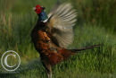 Cock Pheasant Beating it's wings.